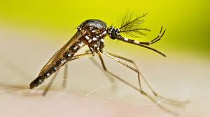 Mosquitos